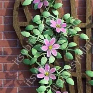 Flower Kit, Clematis, Pink