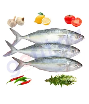MACKEREL AYALA